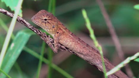 primer plano de un lagarto descansando sobre un palo
