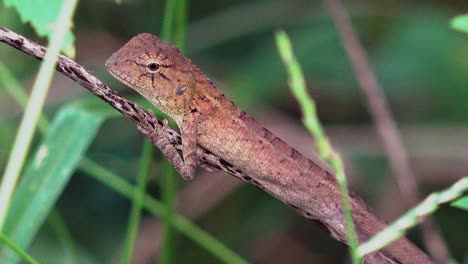 close shot of a lizard resting on a stick