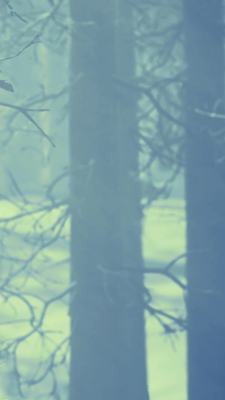 Trees are visible in a misty setting during a cold morning in the forest