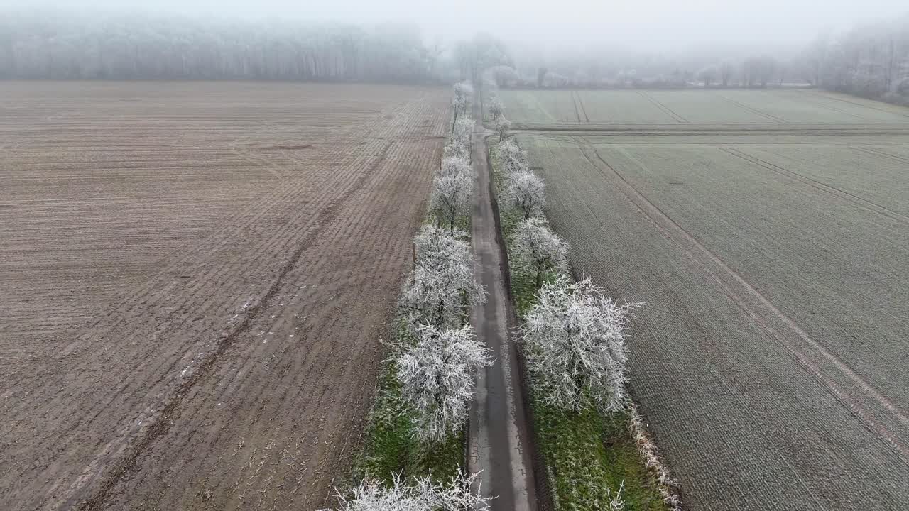 Frosty and icy tree avenue in american countryside during foggy winter day. Frozen farm fields in rural area. Aerial birds eye flyover shot. Peaceful cold winter snow day.
