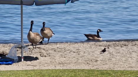 ducks at beach on lake tahoe on hot summer day, california usa