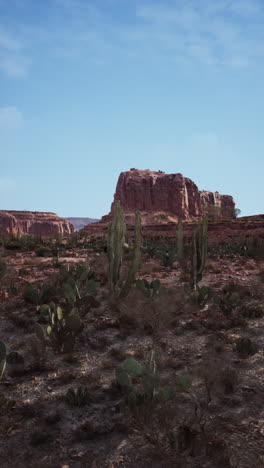 arid desert landscape with cactus