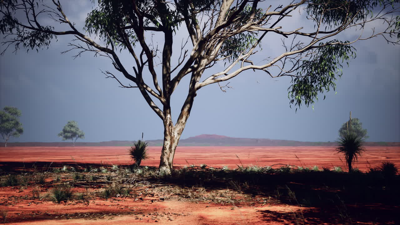 아프리카 사바나 에 있는 아카시아 나무