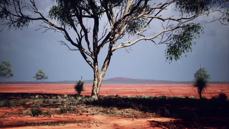 árbol de acacia en la sabana africana