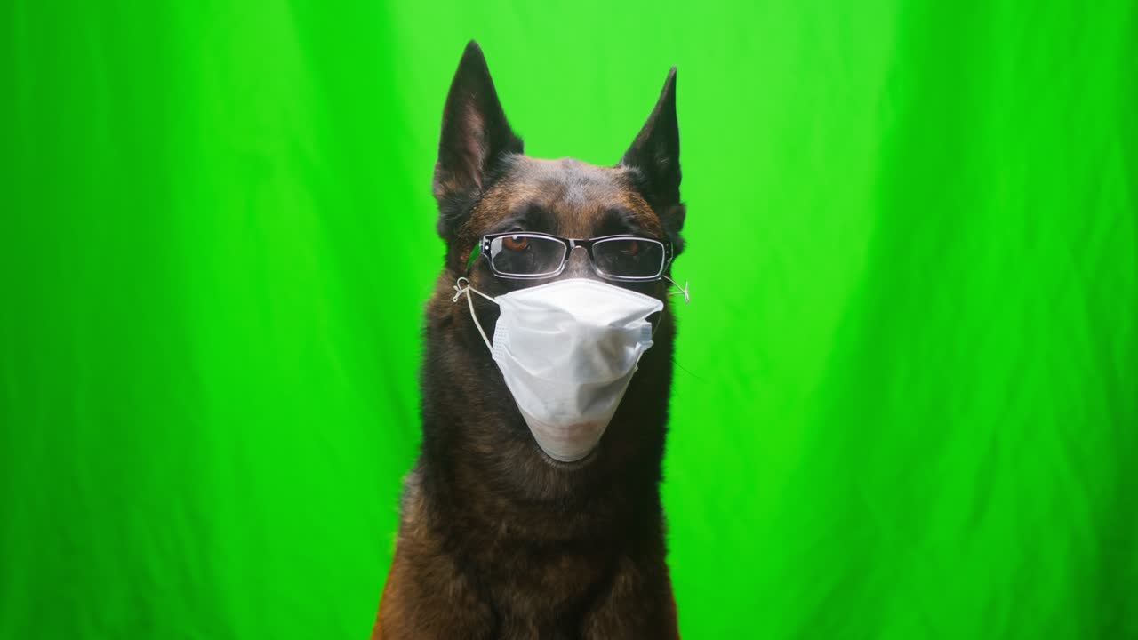 малиной бард в очках и медицинской защитной маске сидит на зеленом фоне, крупный план бельгийской овчарки, глядящей в камеру. съемка домашнего питомца в студии
