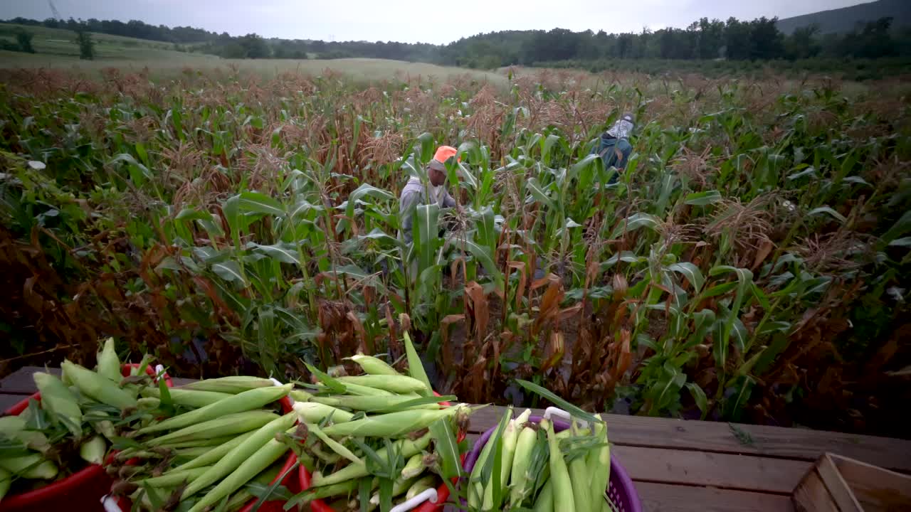Corn Harvest in the Field