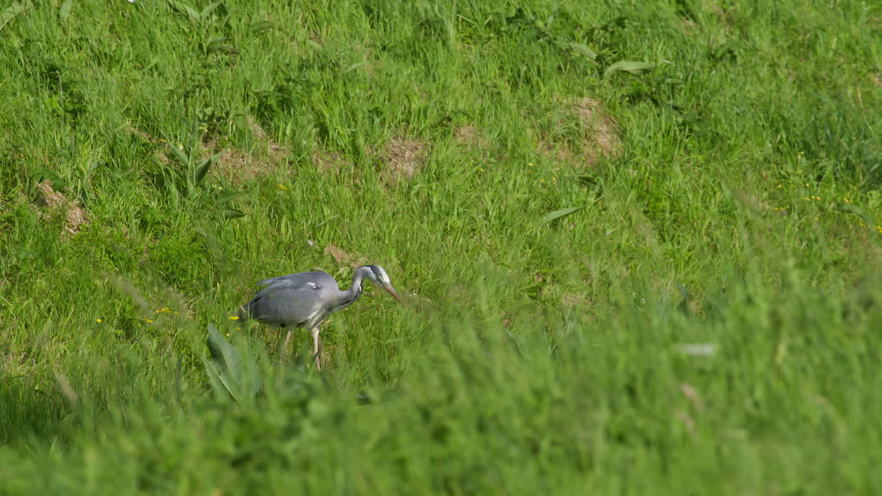 잔디 에 있는 회색 헤이론