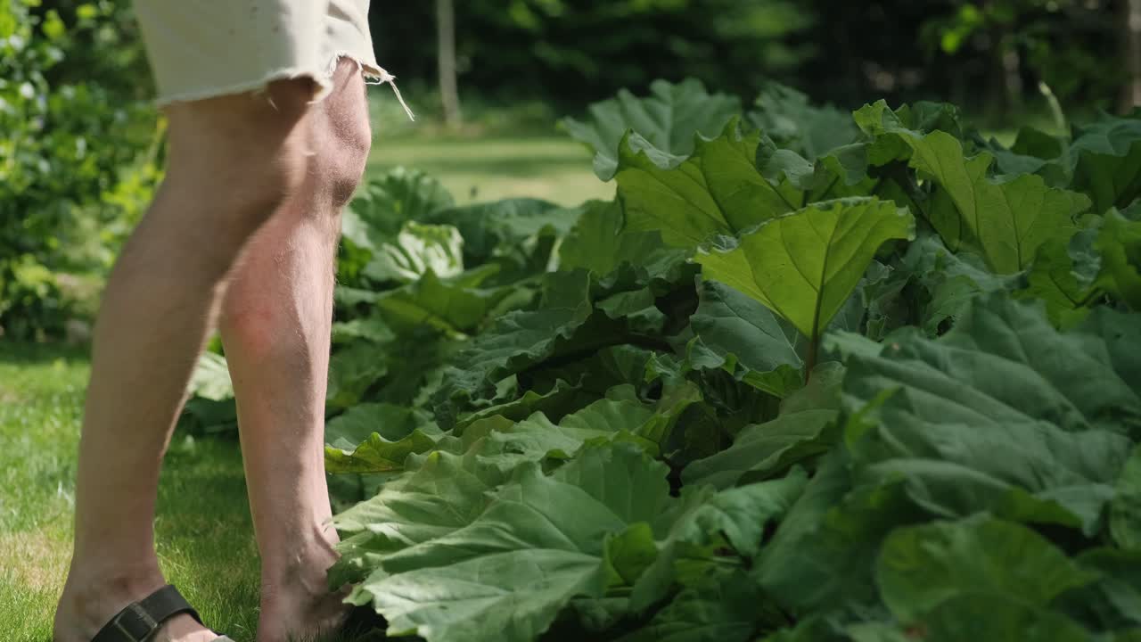 Man picking up ripe rhubarb from his garden