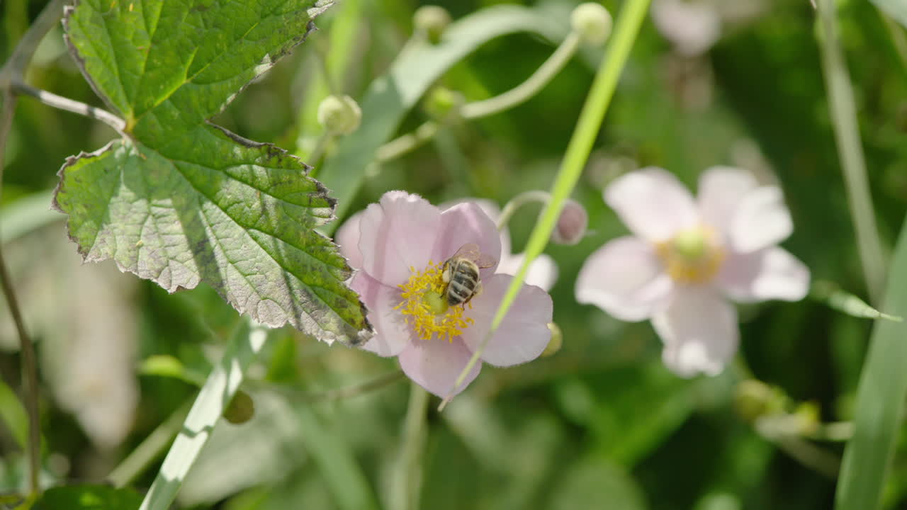 una abeja caminando sobre una pequeña flor rosa en busca de néctar, polen en las patas de la abeja