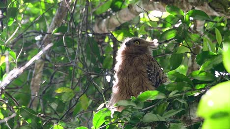 The-Buffy-Fish-Owl-is-a-big-owl-and-yet-the-smallest-among-the-four-Fish-Owls