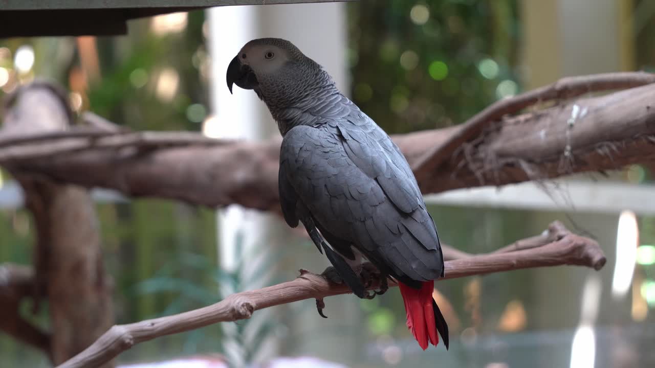 loro gris africano del congo hablador, psittacus erithacus posado en una rama de madera, imitando los sonidos humanos en el santuario de aves en el parque de vida silvestre de langkawi, malasia, sudeste de asia