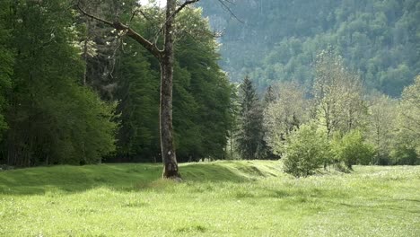 Die-Landschaft-In-Slowenien-In-Der-Nähe-Von-Bohinj-Mit-Den-Sonnenstrahlen,-Die-Durch-Die-Bäume-Fallen