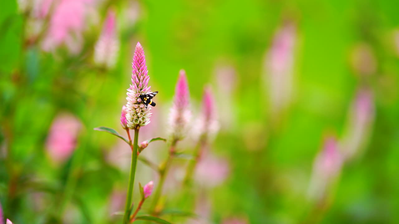 mariposa en flor rosa en el fondo del campo verde