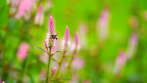 butterfly on pink flower in green field background