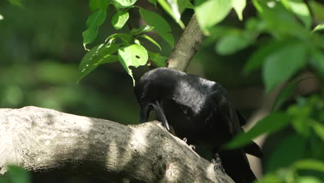 japanese large-billed crow sharping its beak on a tree branch in tropical forest woods