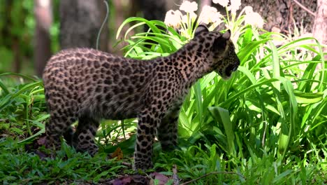 Der-Indochinesische-Leopard-Ist-Eine-Gefährdete-Art-Und-Eine-Der-Großen-Katzen-Thailands