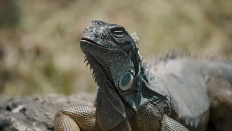 close up of sleepy iguana in the wild at daytime