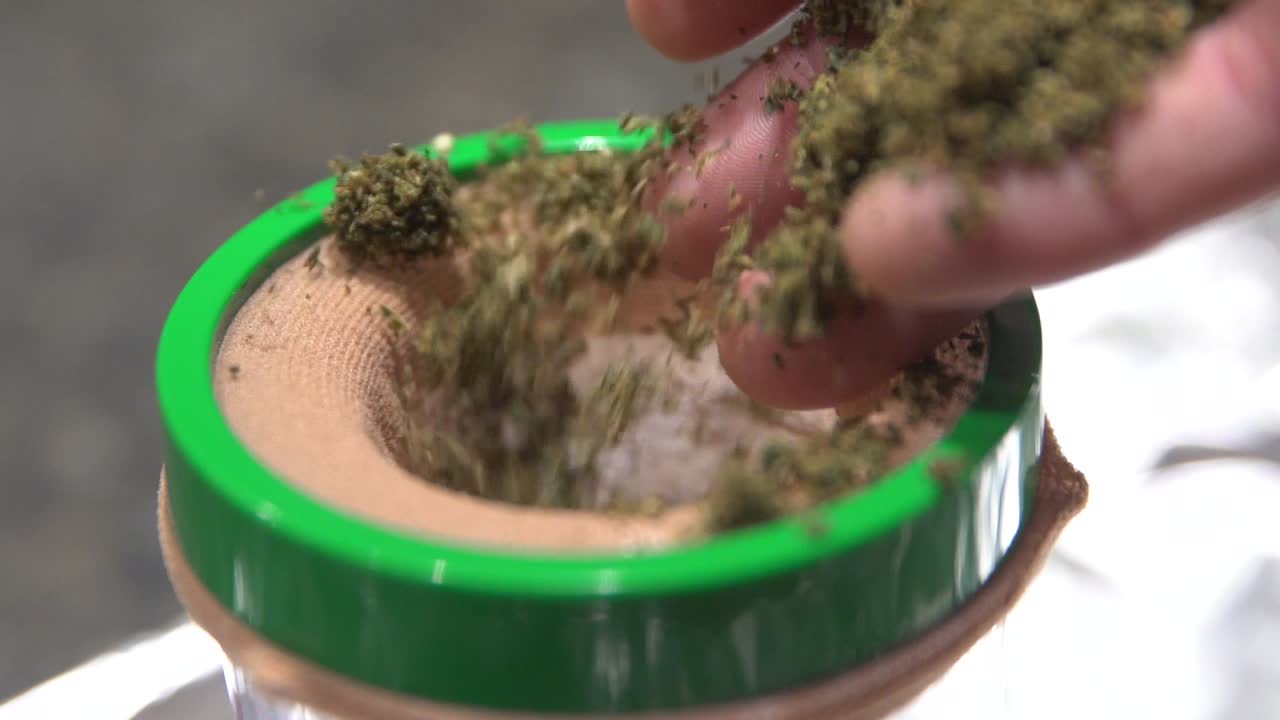 대마초 주입 오일 생산을 위해 대마초를 스트레이너에 손으로 붓는 것