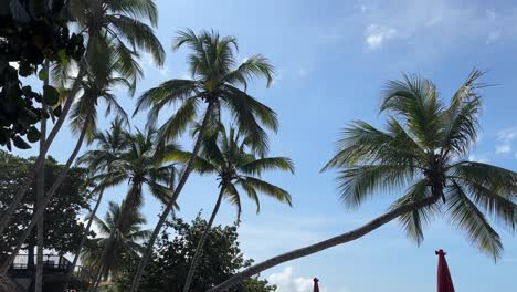 Todas-Las-Palmeras-Contra-Un-Cielo-Despejado