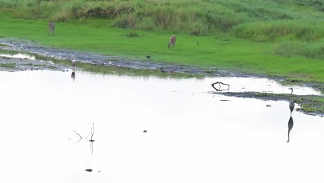 Alligators,-deer,-sand-crane-and-birds-in-their-natural-habitat-in-Myakka-State-Park,-Florida