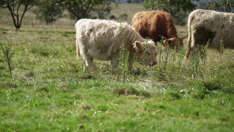 close-up-shot-of-a-young-calf-furry-cow-eating-green-grasses-on-a-sunny-day