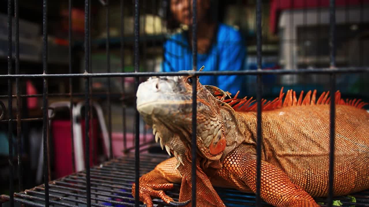 Editorial use only. A market vendor selling a red iguana as exotic pet in Chatuchak Weekend Market in Bangkok, Thailand