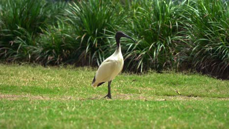 australian white ibis walking and foraging for food on the grassy lawn in an urban park on a sunny day.