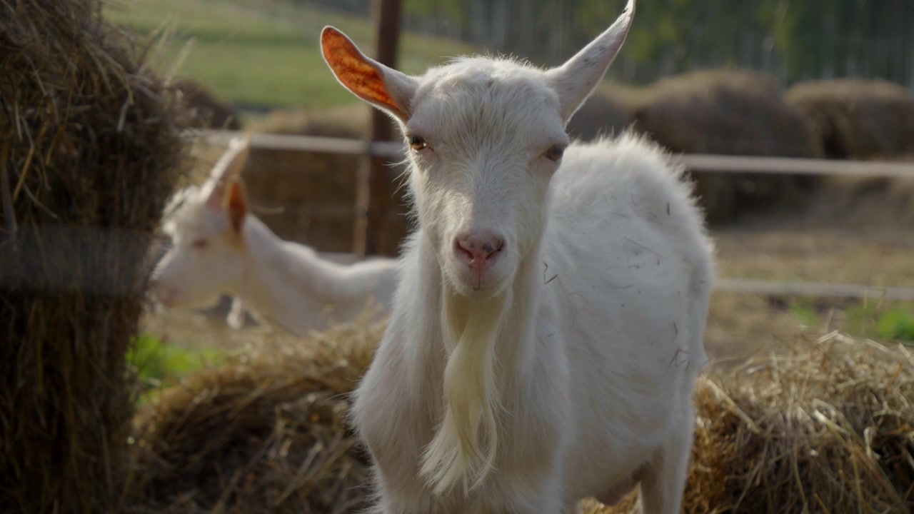 Ziegen in einem Gehege zwischen Heuhaufen auf einem Bauernhof in einem Agrotourismus-Betrieb.
