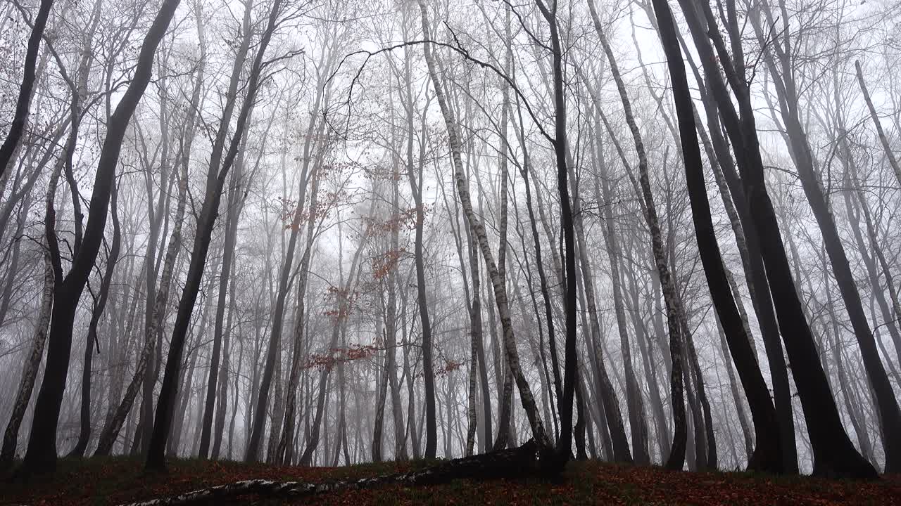 Mgła w lesie. Sesja zdjęciowa jesienią.