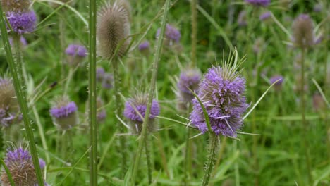 handheld footage of milk thistles gently move by the wind