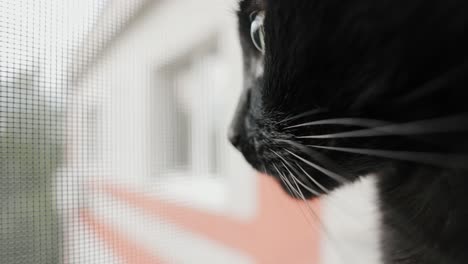 A-Lateral-View-of-a-Black-Cat---Close-Up