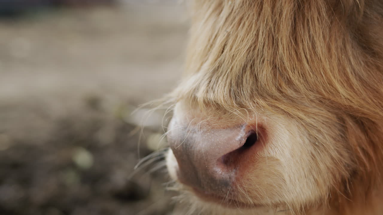 바닥에 누워있는 갈색 고비의 구