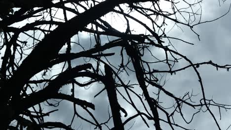 Creepy-dead-tree-in-rainy-weather,-Bialowieza-forest-Poland