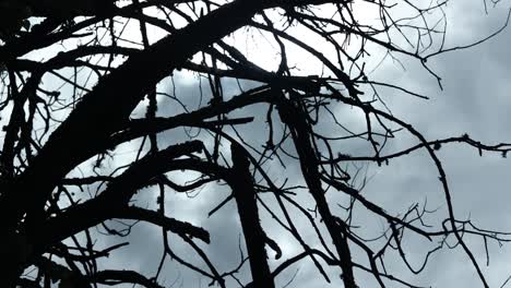 creepy dead tree in rainy weather, bialowieza forest poland