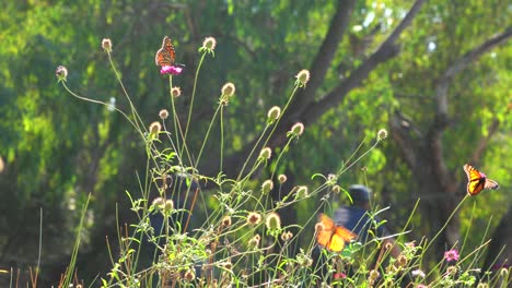 Mariposas-Monarca-Brillantes-Y-Coloridas-Volando-Alrededor-De-Un-Parque-Al-Aire-Libre