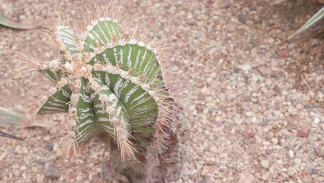 twisted barrel cactus with sharp spines in tropical arid garden