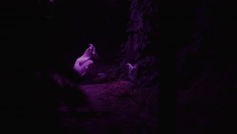 mysterious night creature in forest
