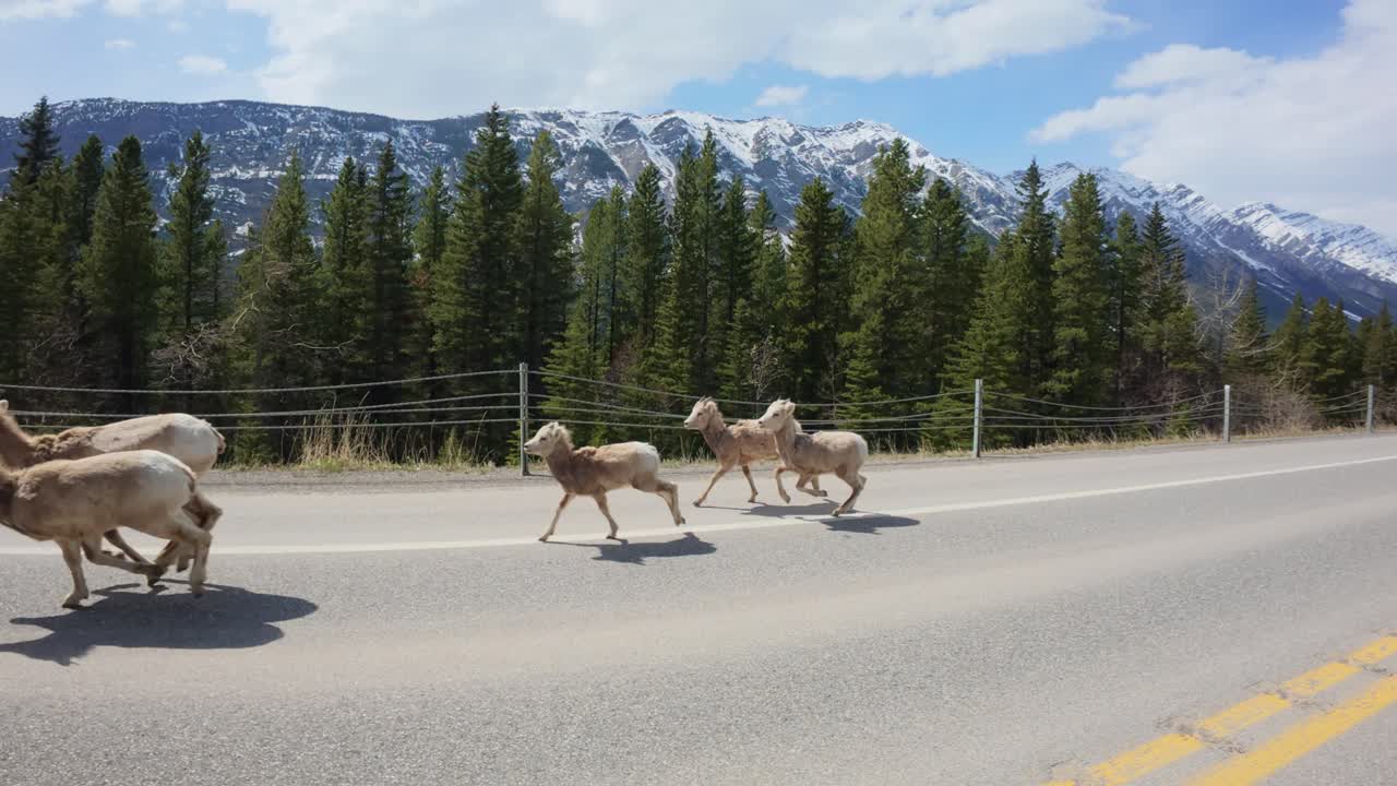 Mountain Goats In The Middle Of The Road In Kananaskis Highway