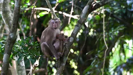 le macaque à queue de cochon du nord est un primate que l'on trouve couramment dans le parc national de khao yai bien qu'il s'agisse d'une espèce vulnérable