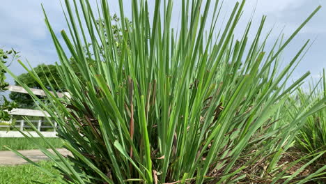 un primer plano de una planta de hierba de limón