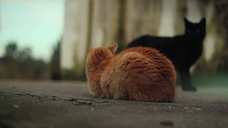 gato tabby naranja siendo olido por otro gato en un refugio para animales