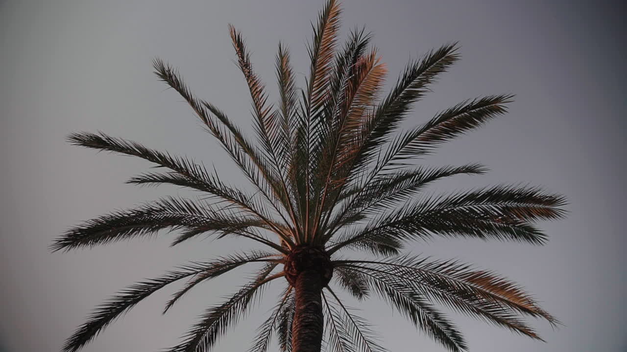 아침에 하늘을 배경으로 야자수