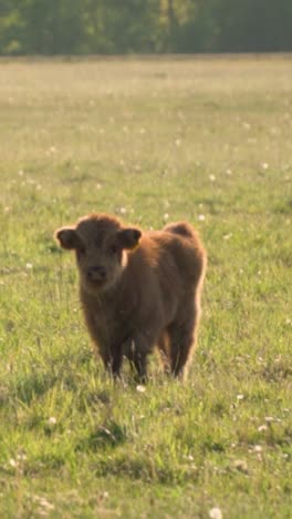 highland calf in a field