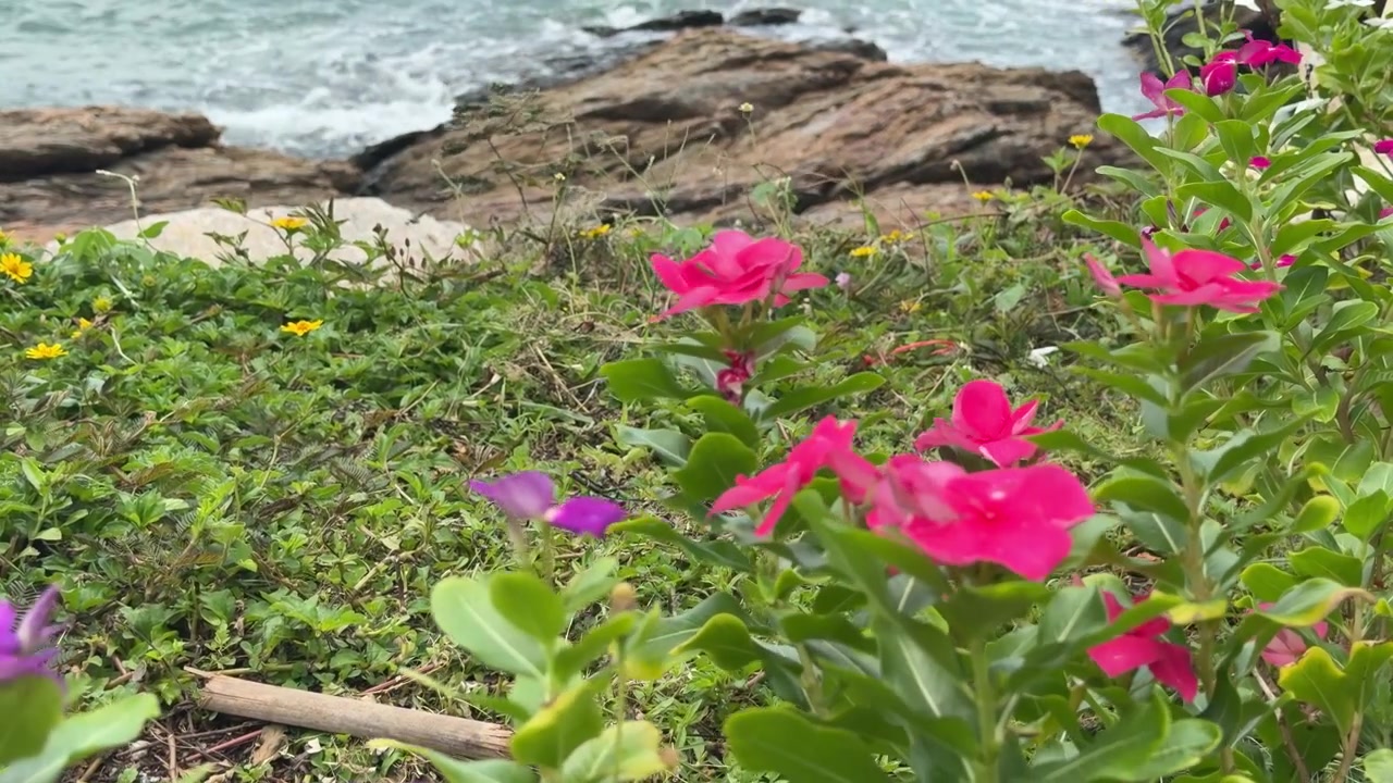 Bright pink periwinkle flowers sway gently in the breeze along a rocky tropical coastline.