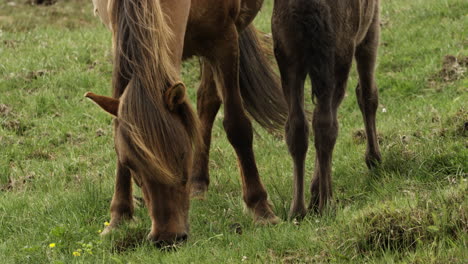 icelandic mare and her foal grazing in the meadows of iceland