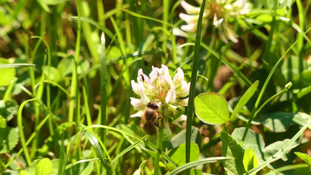 una abeja recoge néctar de una flor de trébol en el prado