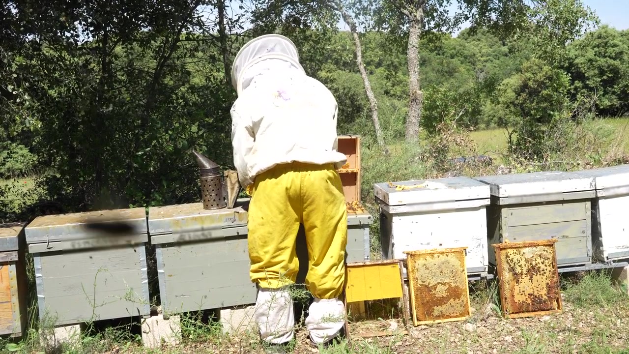Apicoltore professionista che lavora con un affumicatore per api ed estrae telaini di favo da un alveare in un apiario