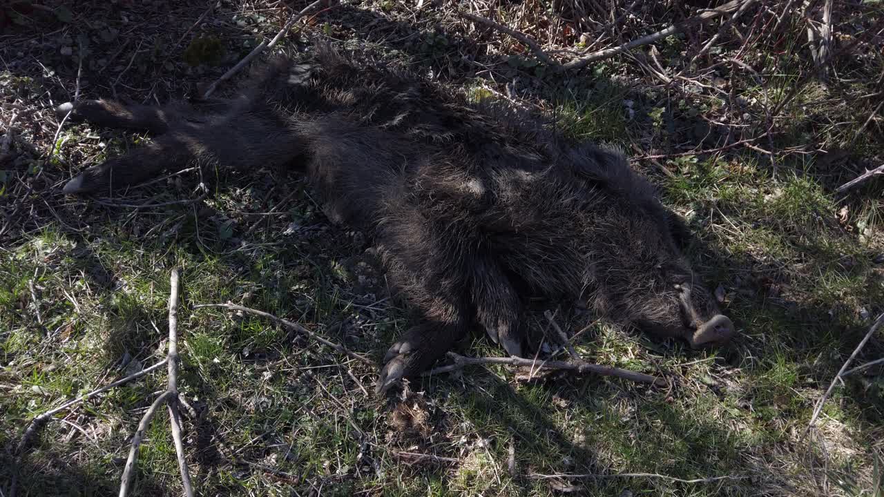 Wild boar carcass lying motionless on forest ground, revealing raw wilderness narrative through stark representation of natural lifecycle and predator prey dynamics in remote woodland environment