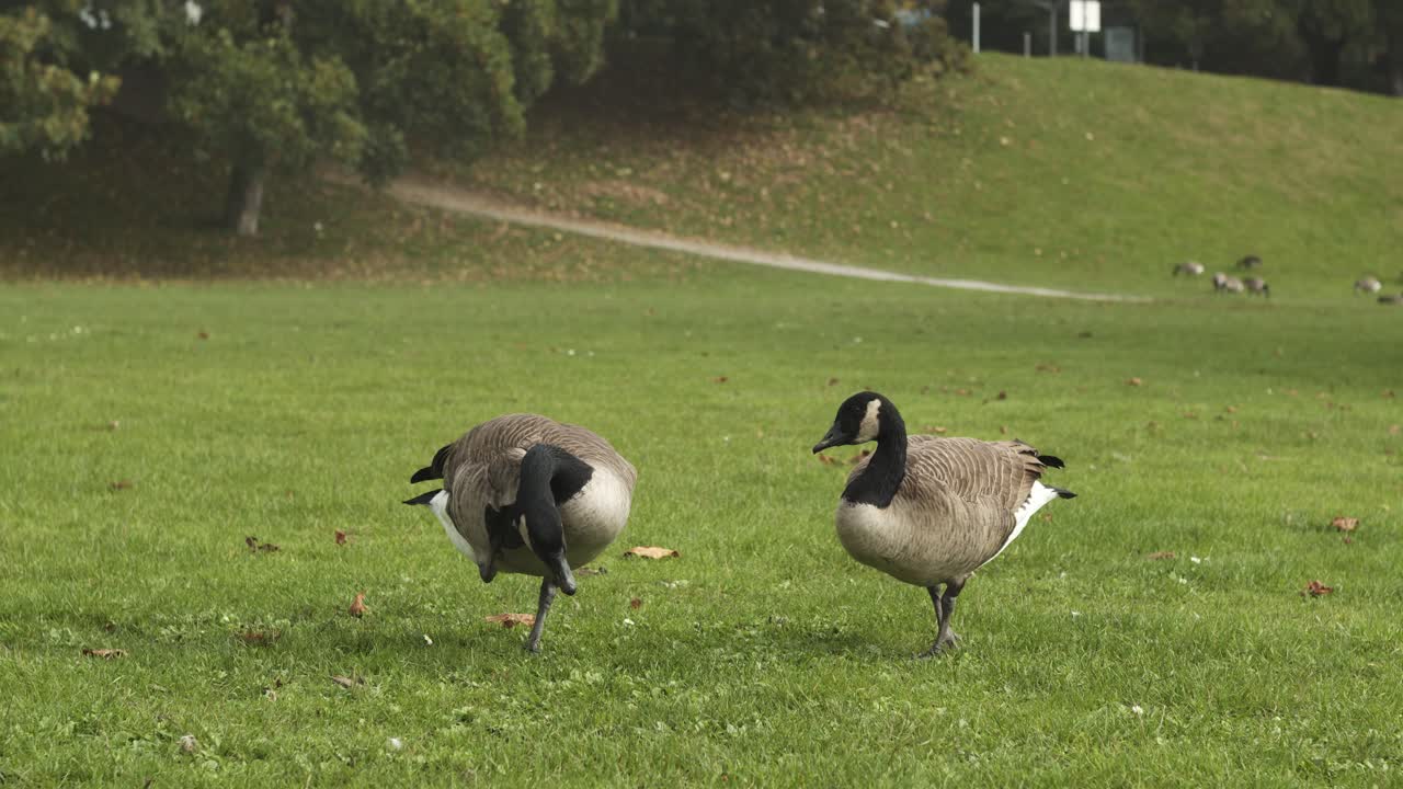 풀을 뜯어먹고 등을 긁는 기러기 2마리