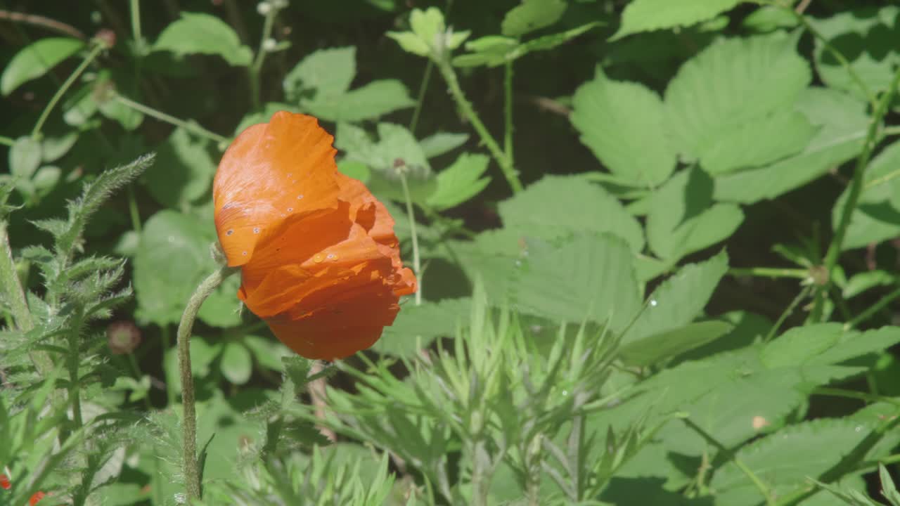 Abelha observando flor de papoula selvagem laranja, com fundo natural.